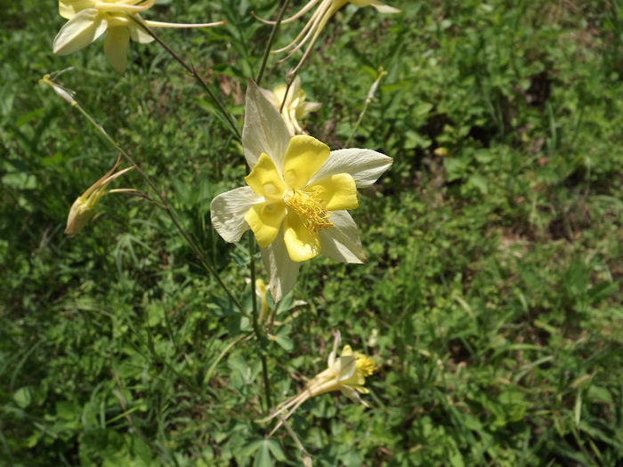 DSCF2946 - Aquilegii