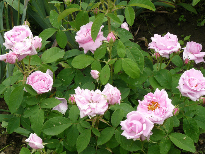 Comte du Chambord; Tufa este imbracata complet de frunze
