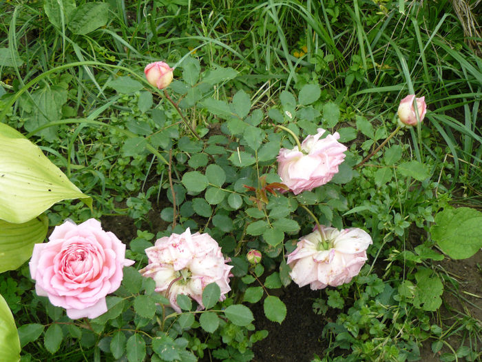 Jubilee Celebration; Probabil cand va creste vom vedea si florile. Cea din stanga am sprijinit-o pe un tutore
