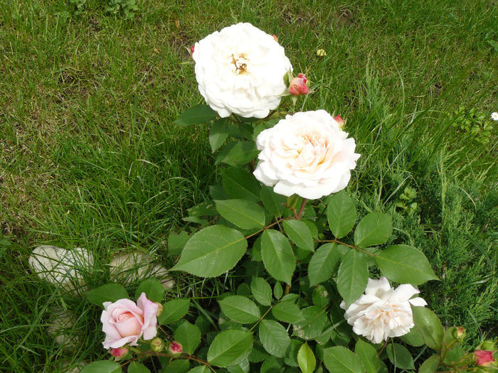 Gruss an Aachen; Plantat in apr.2014
