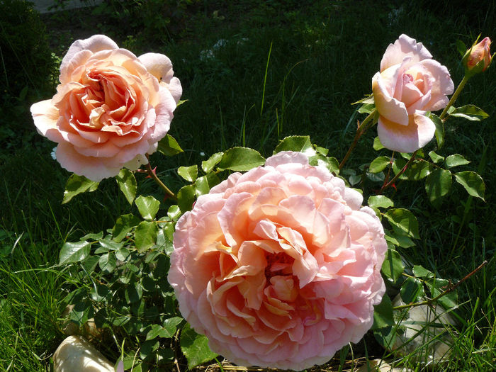 Abraham Darby; Din 2013, dar mutat in acest loc in apr.2014
