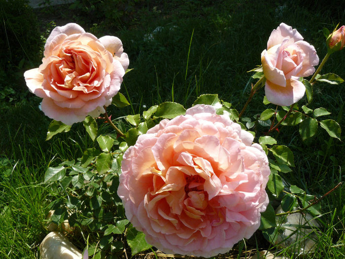 Abraham Darby; Englezesc, flori mari cu tendinta de aplecare a florii.Sensibil la soare puternic si ploaie. Floarea se ofileste in tija.
