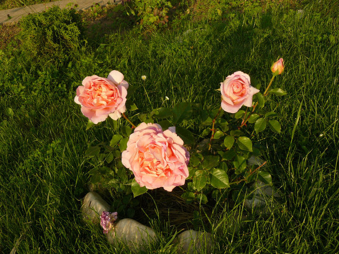 Abraham Darby; Parfum superb, tufa nu este prea compacta,aproape ca este raschirat ca un teahibrid
