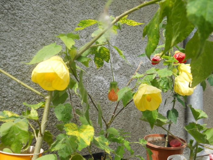 GALBEN ROȘU ȘI PORTOCALIU