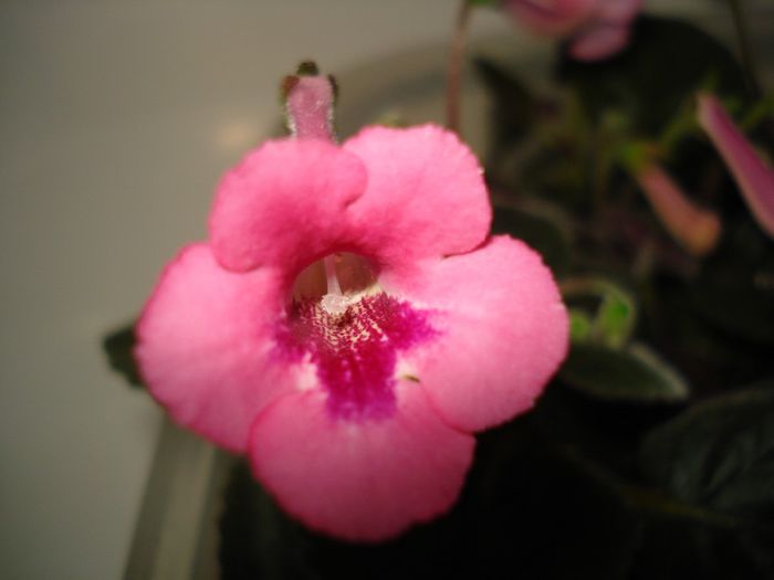 DSC09101 - FLORI 2014
