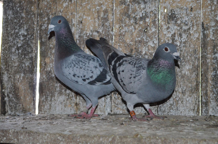 Mascul 2013; Janssen-Aarden-Emil Denys
