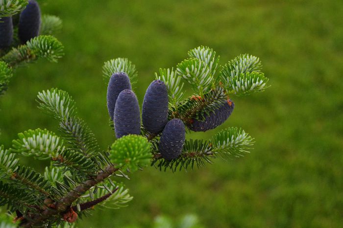 Abies Koreana