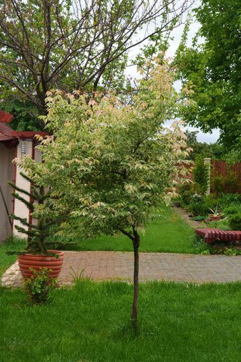 Acer palmatum Flamingo