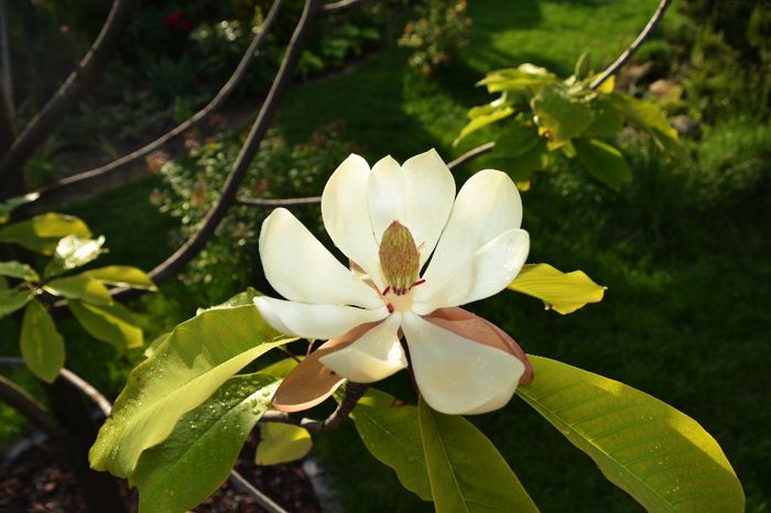 Magnolia macrophylla - I - Spring 2014