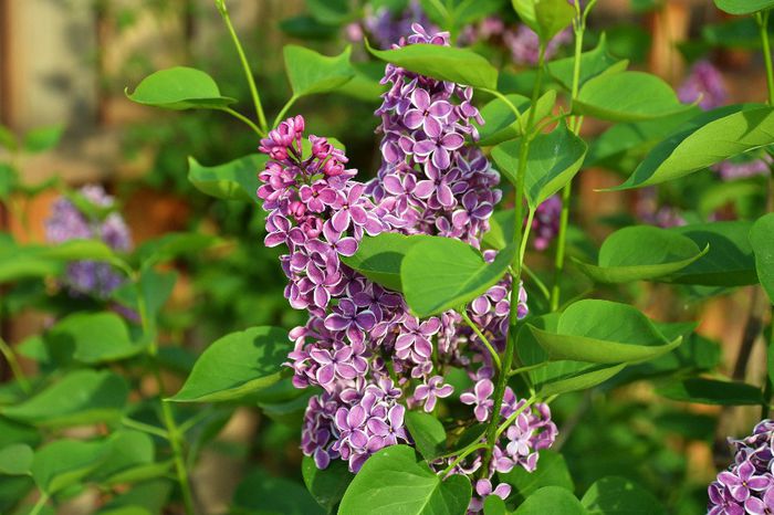 Syringa Sensation - I - Spring 2014