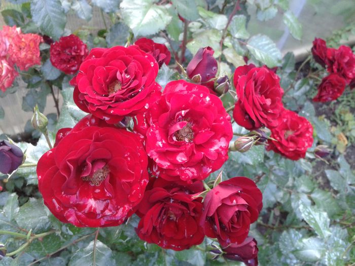 buchetar minunat - Trandafiri 2014