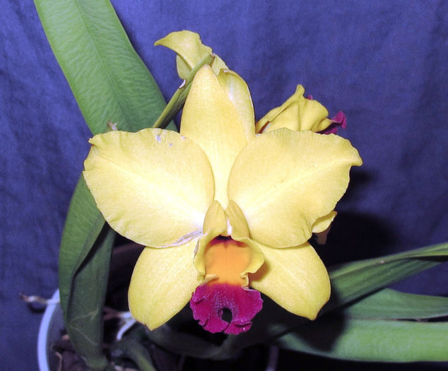 7 Tokio Magic (parfumata) - Cattleya