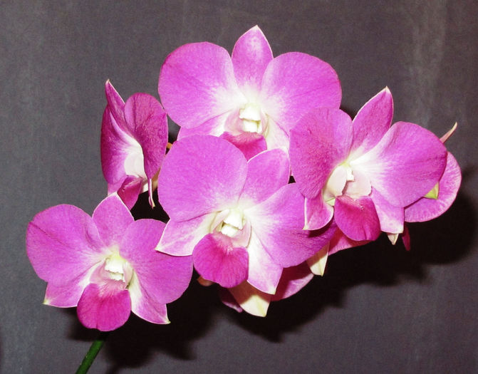 IMG_2437 - Reinfloriri orhidee 2014