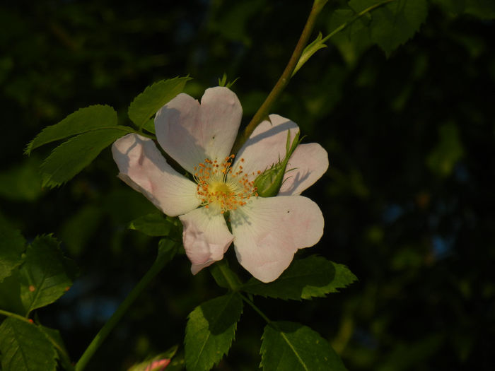 Rosa canina_Dog Rose (2014, May 17)