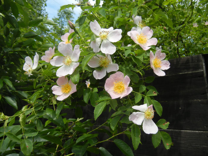 Rosa canina_Dog Rose (2014, May 18)