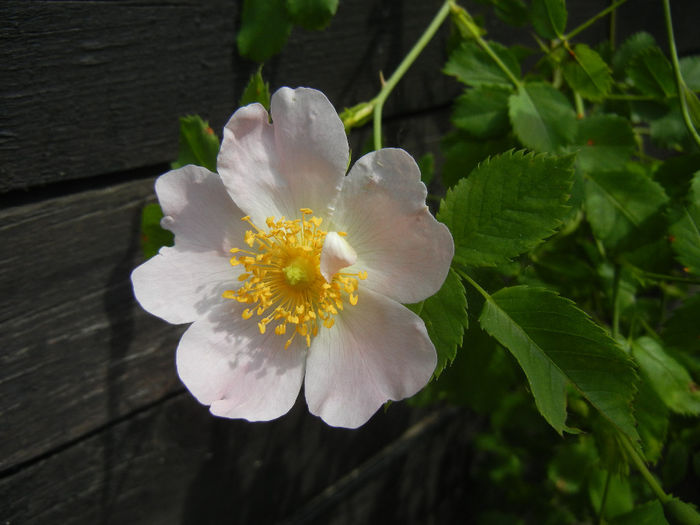 Rosa canina_Dog Rose (2014, May 18) - ROSA Canina_Dog Rose