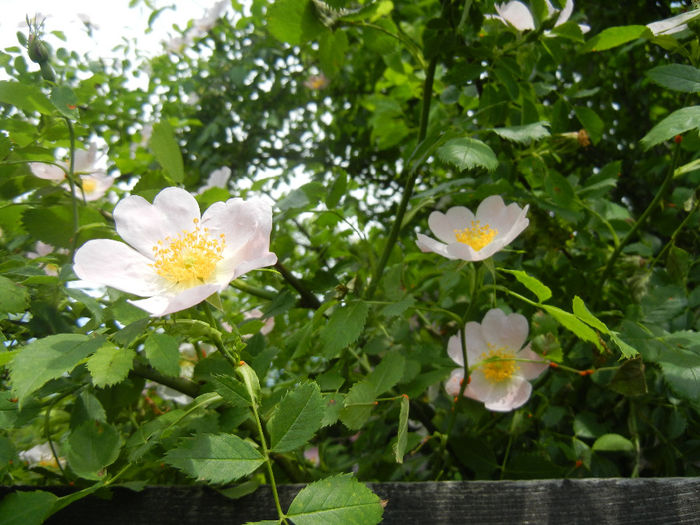 Rosa canina_Dog Rose (2014, May 18) - ROSA Canina_Dog Rose