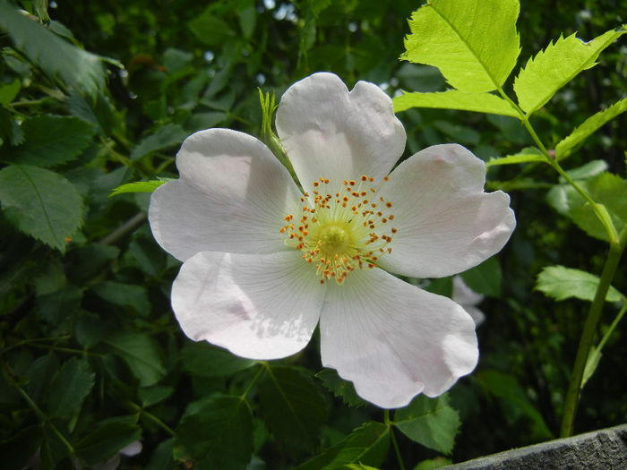 Rosa canina_Dog Rose (2014, May 18)