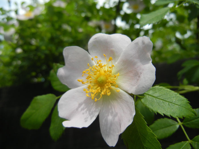 Rosa canina_Dog Rose (2014, May 18)