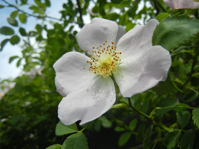 Rosa canina_Dog Rose (2014, May 18) - ROSA Canina_Dog Rose