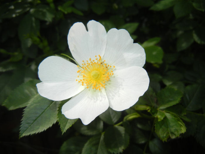 Rosa canina_Dog Rose (2014, May 18)