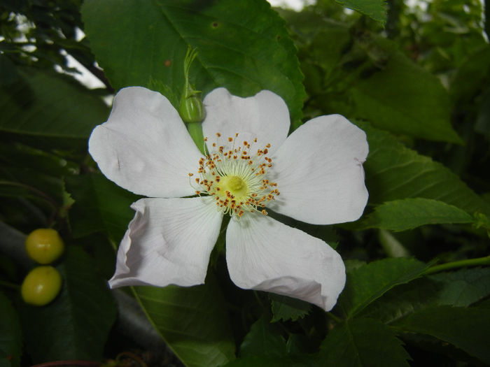 Rosa canina_Dog Rose (2014, May 18)