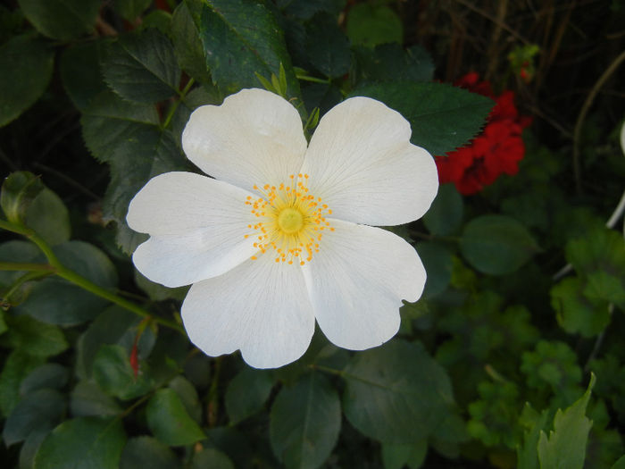 Rosa canina_Dog Rose (2014, May 21)