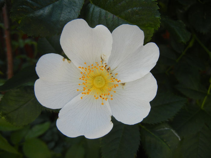 Rosa canina_Dog Rose (2014, May 21)