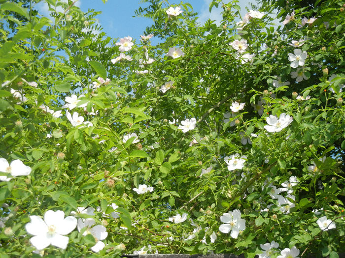 Rosa canina_Dog Rose (2014, May 21)