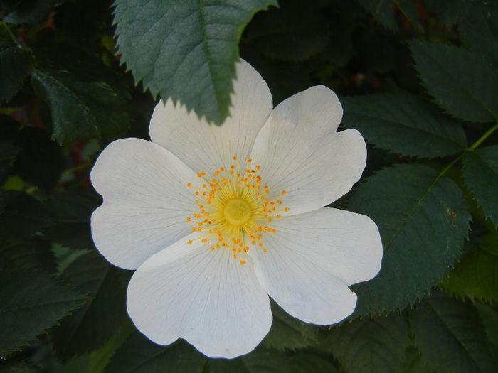 Rosa canina_Dog Rose (2014, May 21)