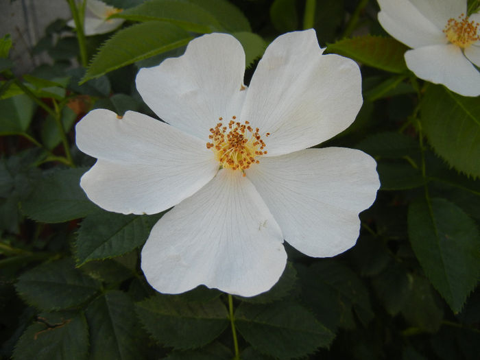 Rosa canina_Dog Rose (2014, May 21) - ROSA Canina_Dog Rose