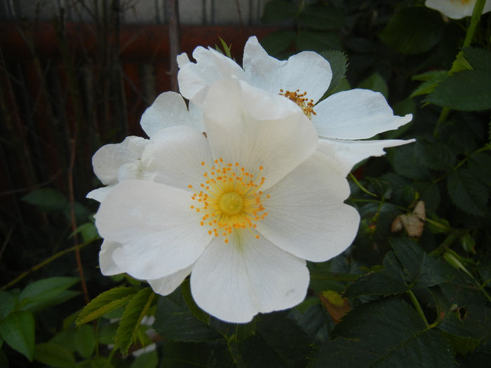 Rosa canina_Dog Rose (2014, May 21) - ROSA Canina_Dog Rose