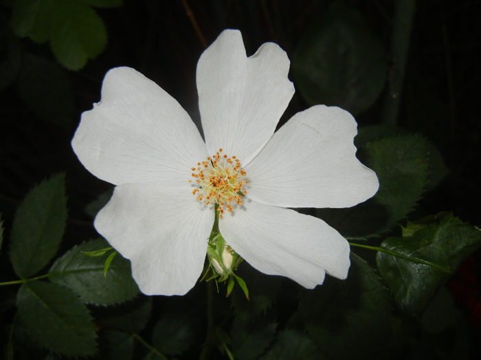 Rosa canina_Dog Rose (2014, May 24) - ROSA Canina_Dog Rose