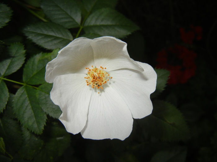 Rosa canina_Dog Rose (2014, May 24) Rosa canina_Dog Rose (2014, May 24)