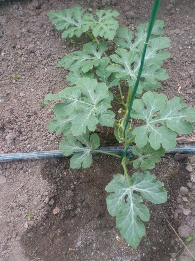 PEPENE VERDE; AM ramas cu 4 bucati in solar le merge mai bine ca este cald, ce am plantat afara au murit prea rece.
