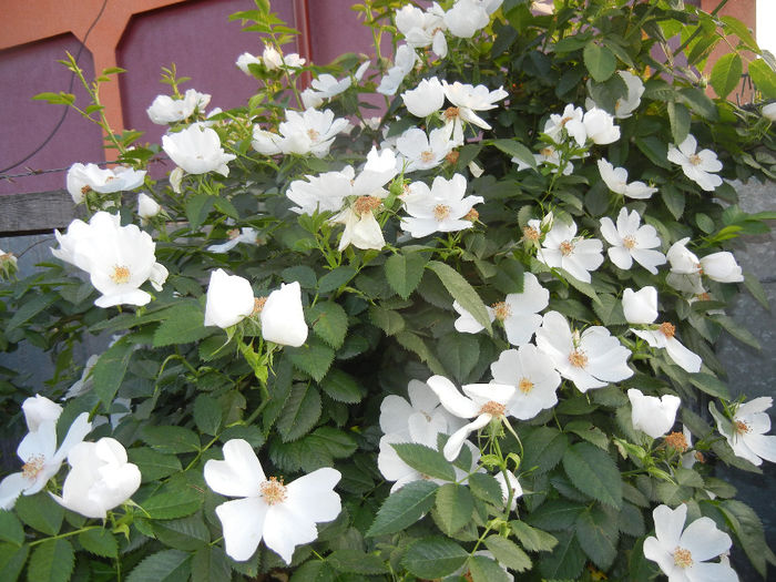 Rosa canina_Dog Rose (2014, May 24) - ROSA Canina_Dog Rose