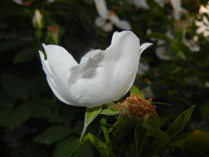 Rosa canina_Dog Rose (2014, May 24) - ROSA Canina_Dog Rose