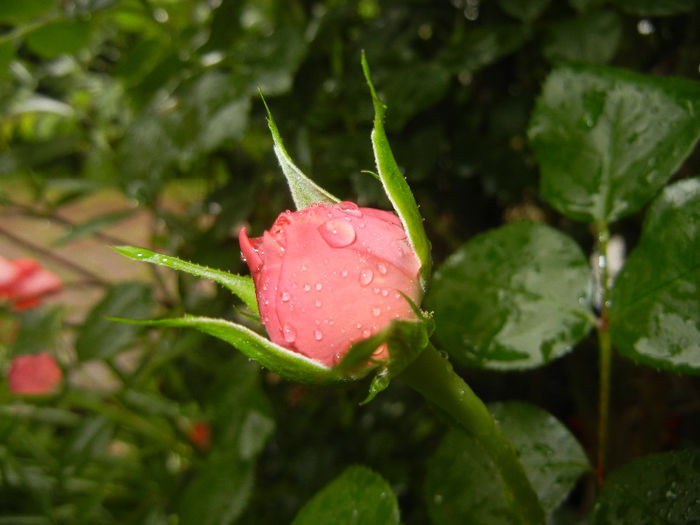 Rose Louise Odier (2014, May 16)