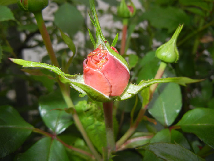 Rose Louise Odier (2014, May 16)