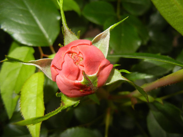 Rose Louise Odier (2014, May 16)