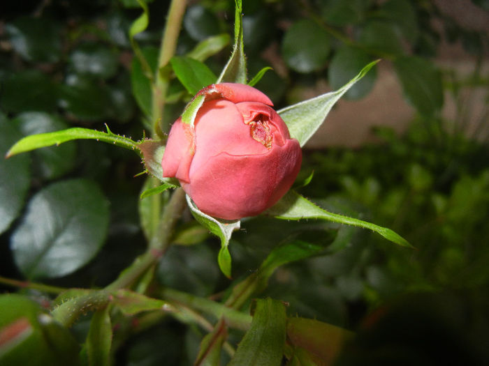 Rose Louise Odier (2014, May 16)