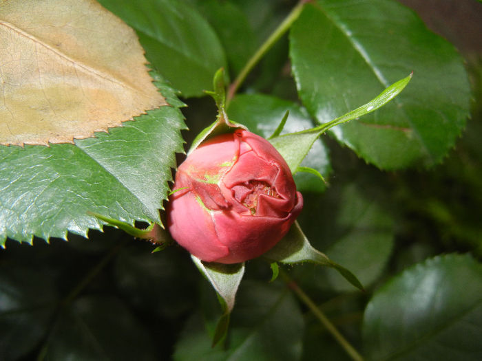 Rose Louise Odier (2014, May 16)
