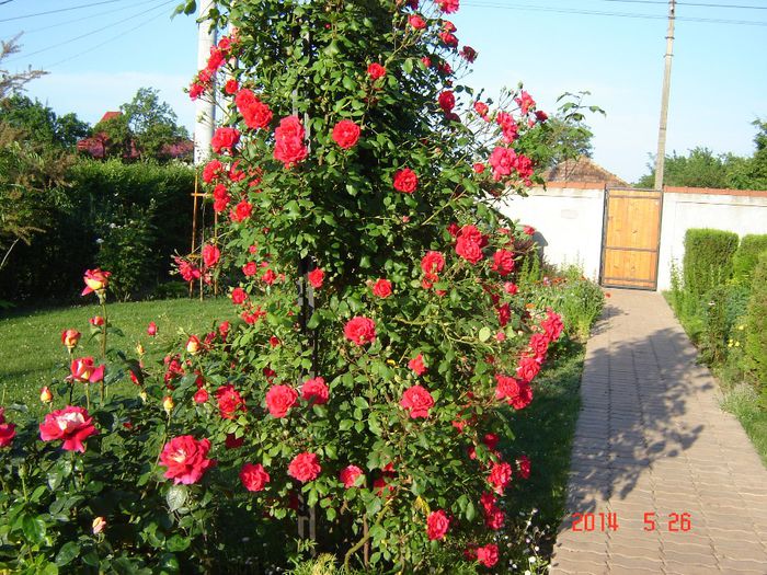 DSC04618 - Trandafiri
