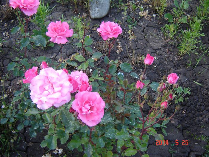 DSC04623 - Trandafiri
