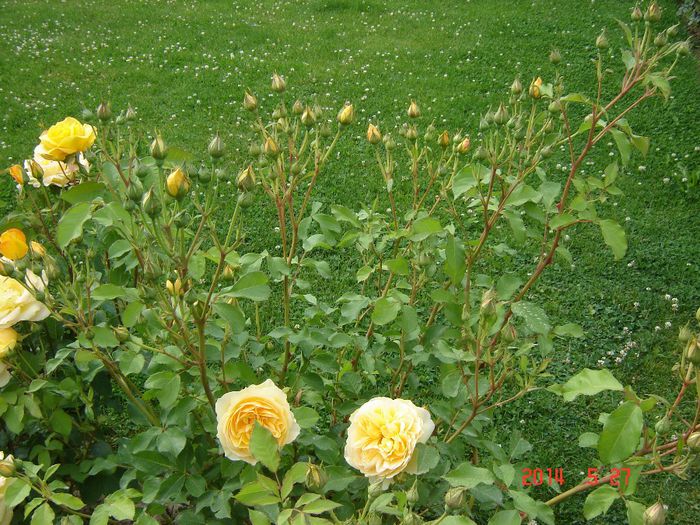 GrahamThomas - Trandafiri