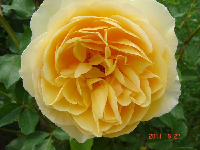 GrahamThomas - Trandafiri