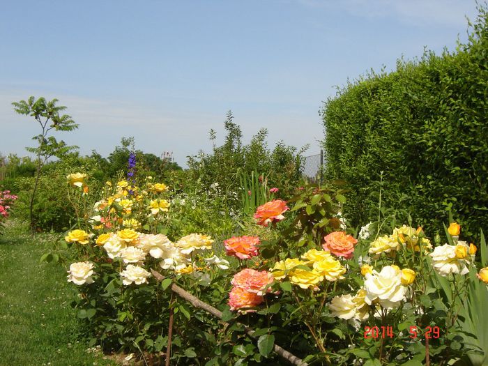 DSC04666 - Trandafiri