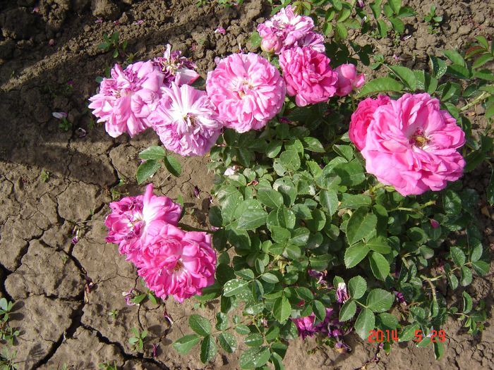 De dulceata - Trandafiri