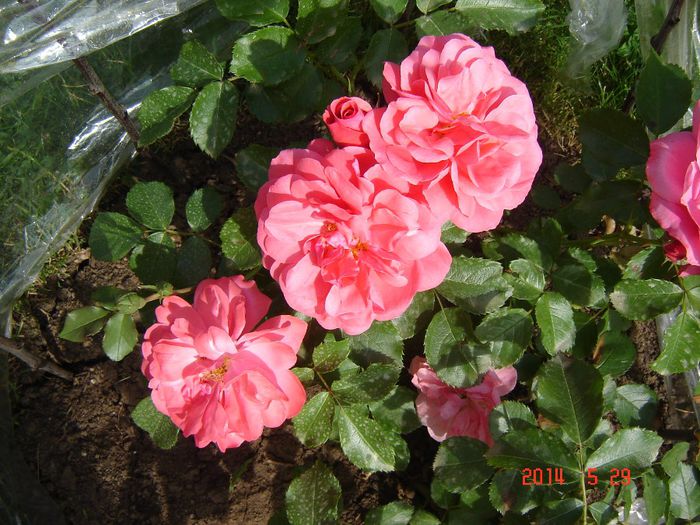 Rosarium Uetersen - Trandafiri
