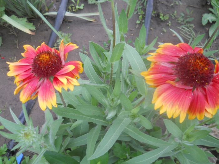 gaillardia